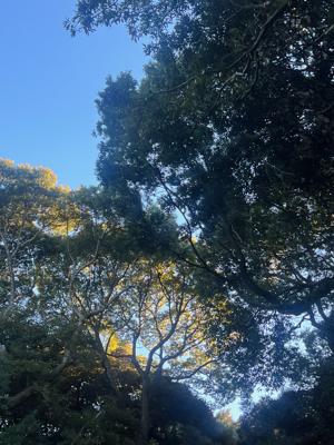 寒くて凍えそうなのにお昼にちょっと凍ったアサイーボウルを頂いてしまった日に書いてます☺︎︎︎︎ - 画像4