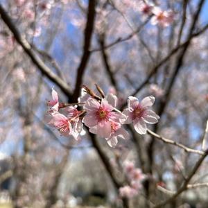 Miami‼︎🇯🇵📣 - 画像5