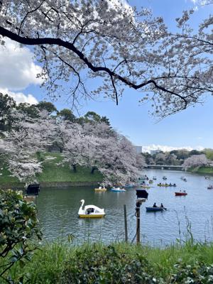 満開の桜の中 - 画像5