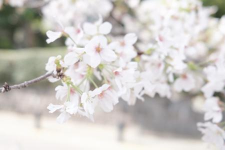 桜とアンダーライブ🌸 冨里奈央 #なおもち - 画像3