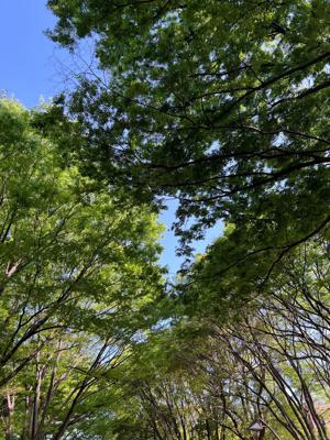 自家製のジンジャーシロップ - 画像2