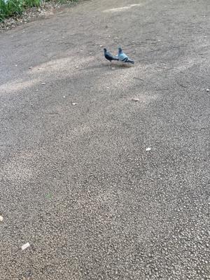 自家製のジンジャーシロップ - 画像3