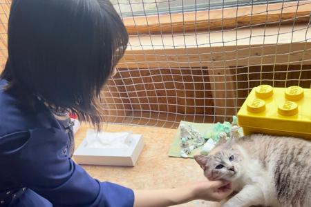 綺麗な目の猫が可愛いってだけのブログ - 画像2