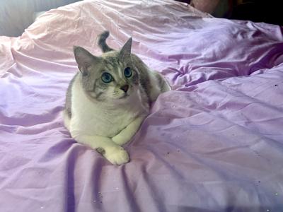 綺麗な目の猫が可愛いってだけのブログ - 画像3