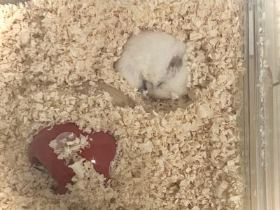 接近戦に備えてのあれ✂️ - 画像4