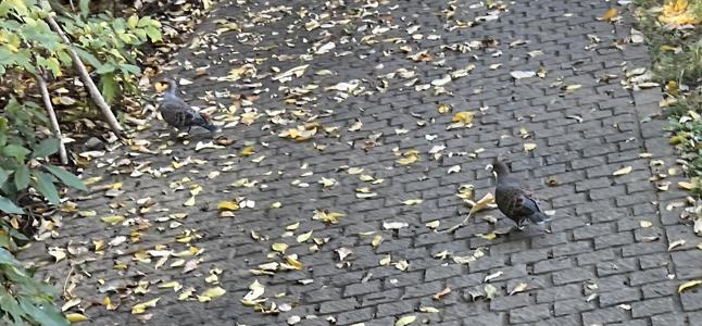 バナナミルク - 画像4