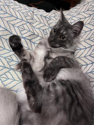 猫猫 - 画像4