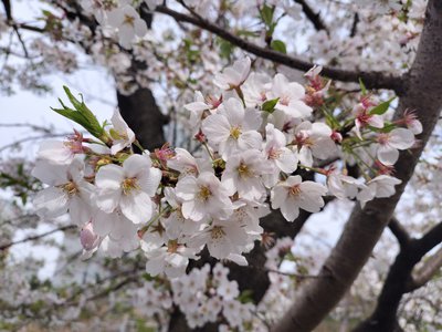 はじめまして　長嶋凛桜 - 画像3