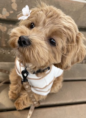 いつでもさがしているよ - 画像3