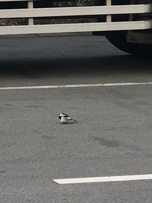 君を好きになった、それだけのことでも    大越ひなの - 画像2