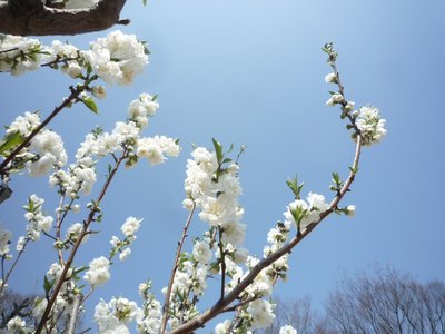 たけのこごはん好き - 画像2