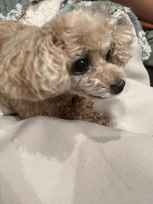 長い夢みたいだった - 画像4