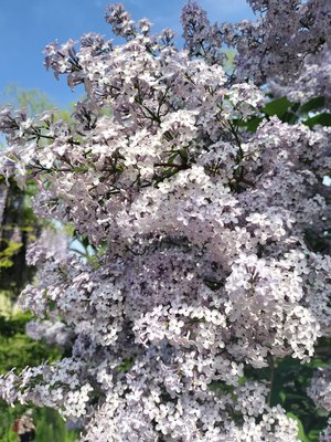 最近のお話 #りおたんの満開ブログ 長嶋凛桜 - 画像3