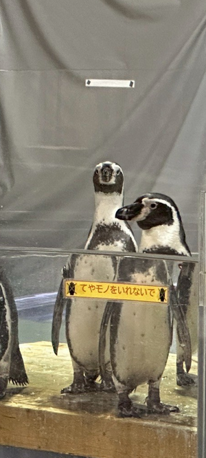 夏はまだまだ✈️💌　　　　森平麗心 - 画像3