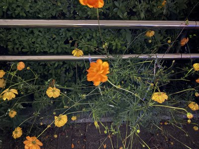 ピントは、あっていない - 画像5