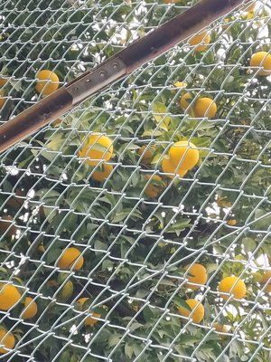 目力たぬき  #りおたんの満開ブログ - 画像2