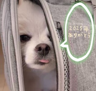 2025弓木 - 画像3