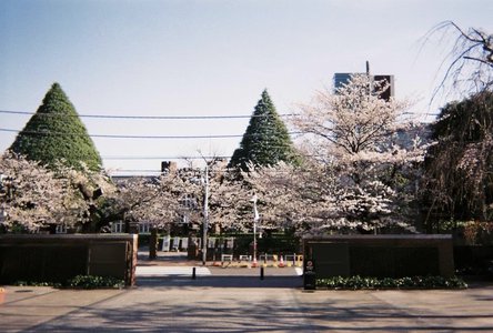 はじまりの季節　　川﨑桜 - 画像2
