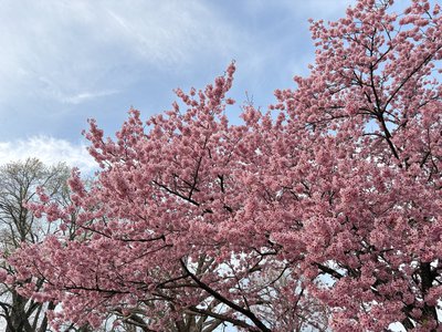 はるいろ - 画像3