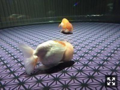 雑炊とお粥。 大園桃子 - 画像2