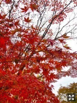 紅葉風、これ秋かな。 伊藤理々杏 - 画像3