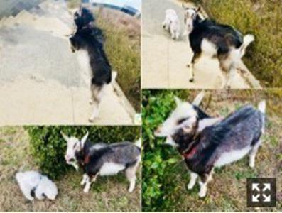 たろうとゆうきとごんぞうと。  個人ブログスタート！与田祐希 - 画像3