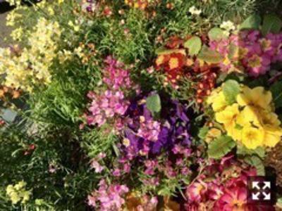 小指の爪姫の餌、切り餅大根。向井葉月 - 画像2