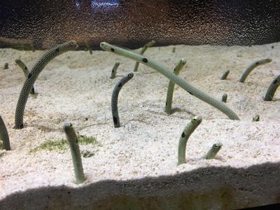 アイドルになりたい、可愛くなりたい、オシャレになりたい、痩せて綺麗になりたい、いい香り漂わせたい、そんな女の子へ向けた今日の一手。 - 画像3