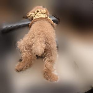 １２月らしいですよ   田村真佑 - 画像2