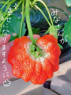 いちごの日( ˙*˙ ) 賀喜 遥香 - 画像2