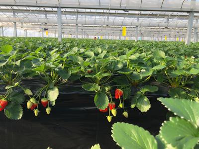 いちごの日( ˙*˙ ) 賀喜 遥香 - 画像3