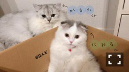 ２０２０ - 画像2