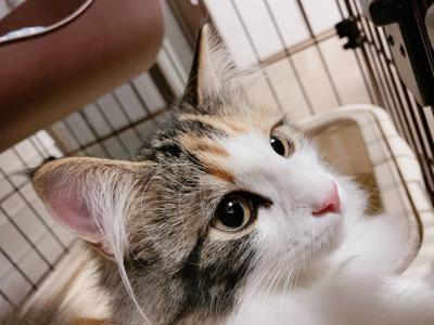 新しく仲間入り！猫ちゃんを紹介します‪‪‪︎❤︎‪︎ あと未公開写真も～ - 画像2