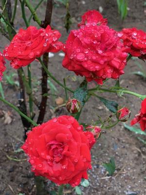 原点と花言葉。佐藤璃果 - 画像5