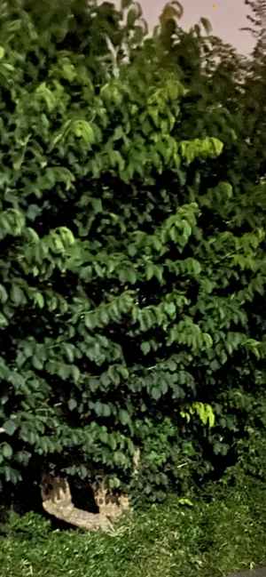 お疲れ様です。質問に答えさせていただいただけの林瑠奈です。 - 画像2