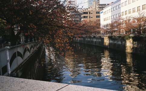 🌸。 - 画像4