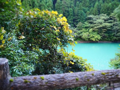 🌸。のサムネイル