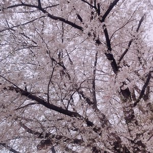 🌸。のサムネイル