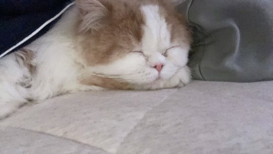 元気だよ〜のサムネイル
