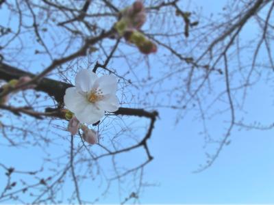 おはな - 画像1