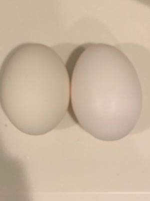 こんにちは - 画像1