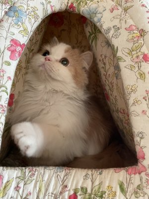 #ももタンの近況のサムネイル