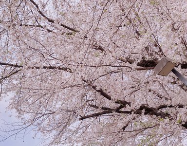 🌸。のサムネイル