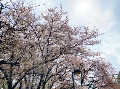 🌸。 - 画像2