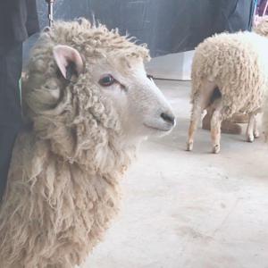 初めましてだったその羊さのサムネイル
