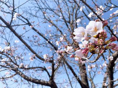 葉桜 - 画像1