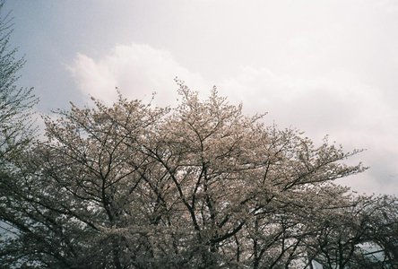 🌸。 - 画像8
