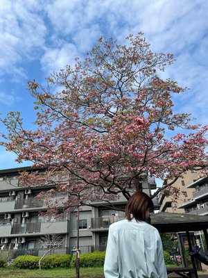 🌸。のサムネイル