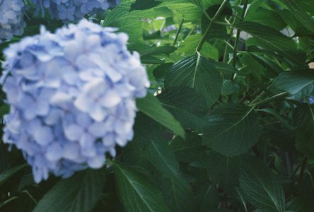 🌸。のサムネイル