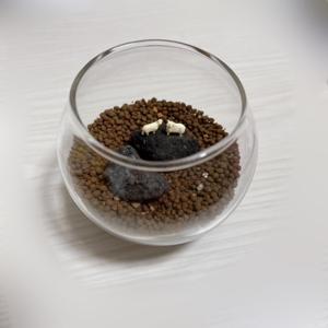 寝る前には明日の朝ごはんに何のサムネイル